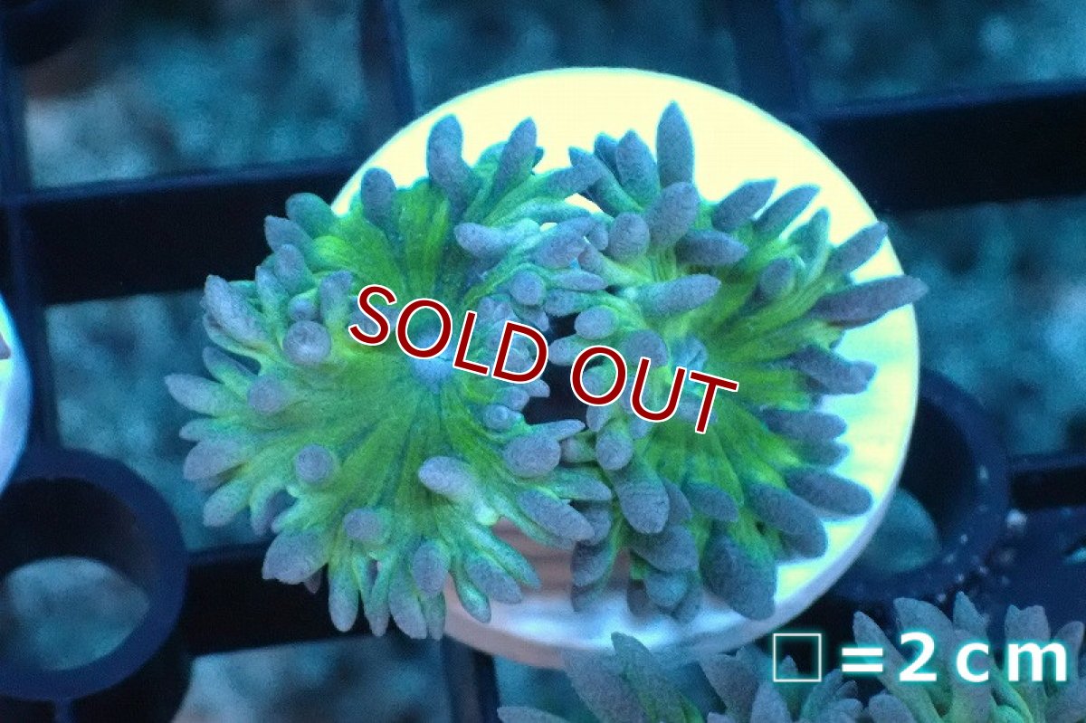 画像1: 【サンゴまとめ買い割引き10％〜20%OFF対象商品】 【サンゴ】【通販】【オーストラリア産】フラグウィスカーズコーラル（グリーン/2 heads)（個体販売）No.11（生体）（サンゴ） (1)