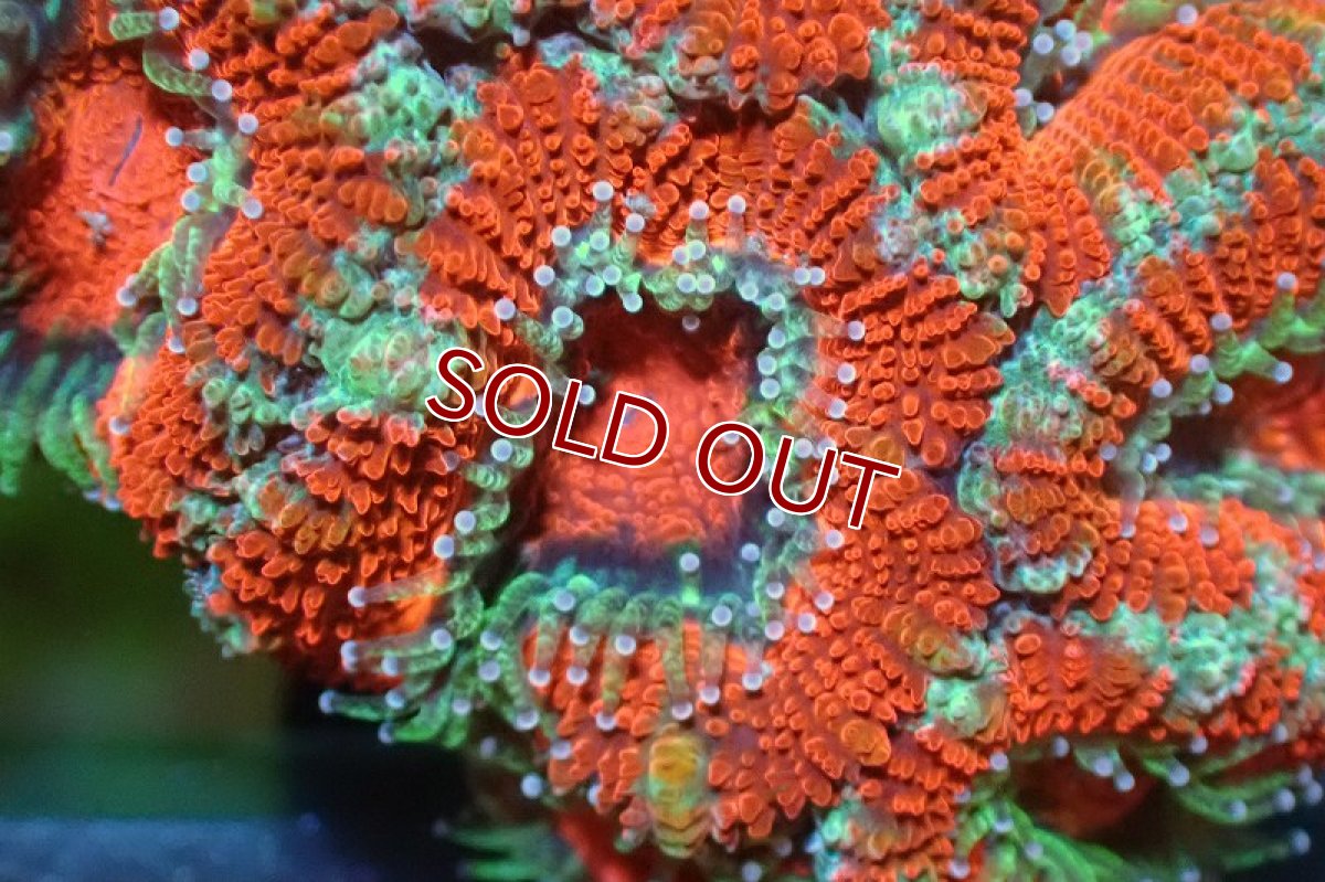 画像1: 【サンゴ】【通販】【オーストラリア産】カクオオトゲキクメイシ（Ultra Grade)（個体販売）No.116（生体）（サンゴ） (1)