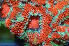 画像1: 【サンゴ】【通販】【オーストラリア産】カクオオトゲキクメイシ（Ultra Grade)（個体販売）No.116（生体）（サンゴ） (1)