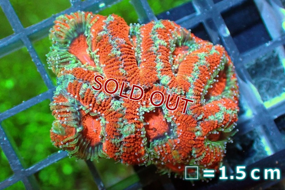 画像2: 【サンゴ】【通販】【オーストラリア産】カクオオトゲキクメイシ（Ultra Grade)（個体販売）No.116（生体）（サンゴ） (2)