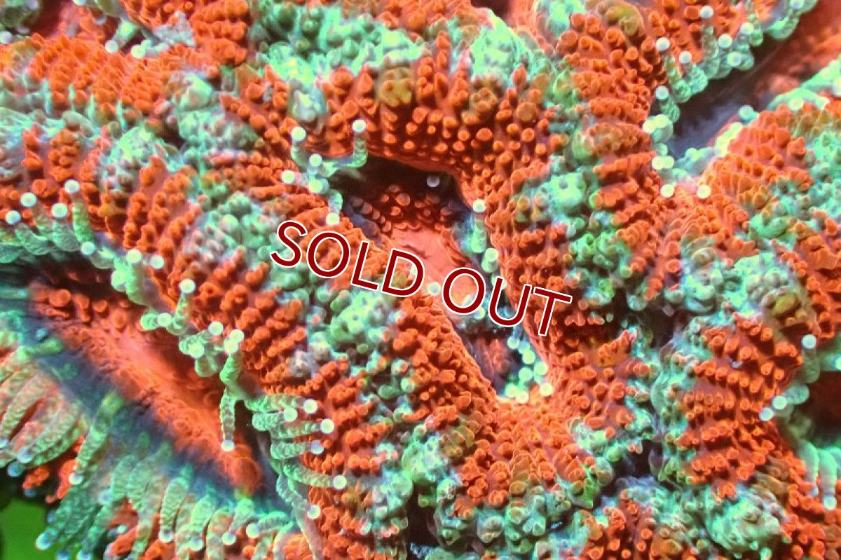 画像1: 【サンゴ】【通販】【オーストラリア産】カクオオトゲキクメイシ（Ultra Grade)（個体販売）No.117（生体）（サンゴ） (1)