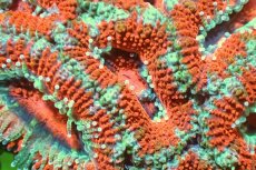 画像1: 【サンゴ】【通販】【オーストラリア産】カクオオトゲキクメイシ（Ultra Grade)（個体販売）No.117（生体）（サンゴ） (1)