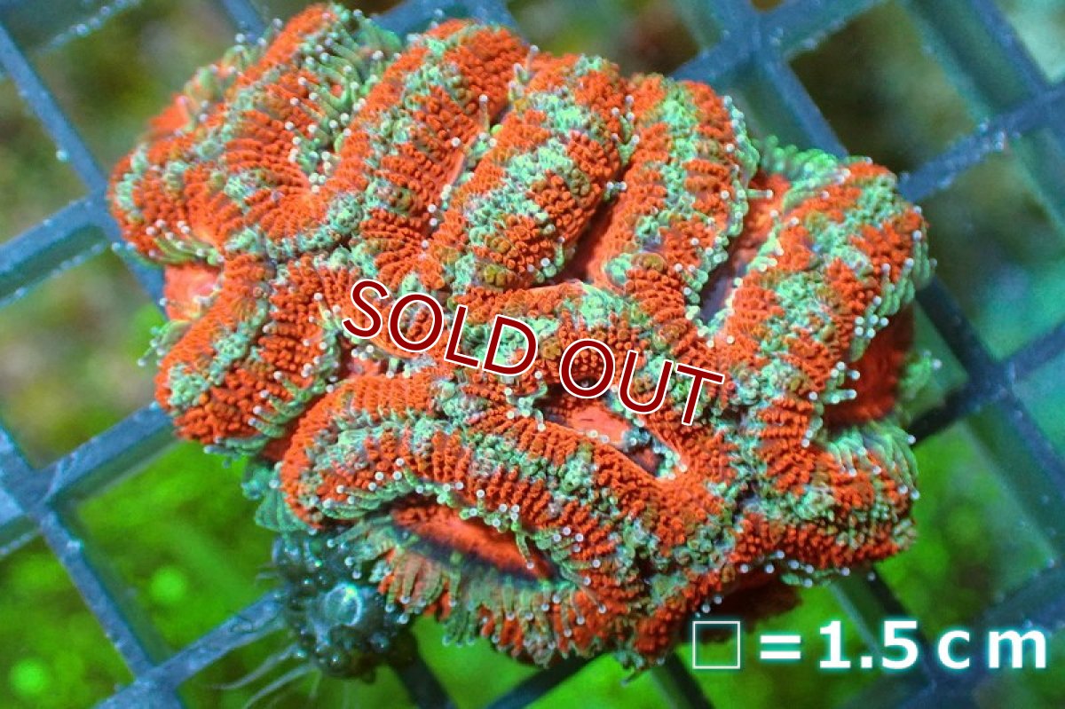画像2: 【サンゴ】【通販】【オーストラリア産】カクオオトゲキクメイシ（Ultra Grade)（個体販売）No.117（生体）（サンゴ） (2)