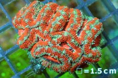 画像2: 【サンゴ】【通販】【オーストラリア産】カクオオトゲキクメイシ（Ultra Grade)（個体販売）No.117（生体）（サンゴ） (2)