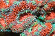 画像1: 【サンゴ】【通販】【オーストラリア産】カクオオトゲキクメイシ（Ultra Grade)（個体販売）No.118（生体）（サンゴ） (1)