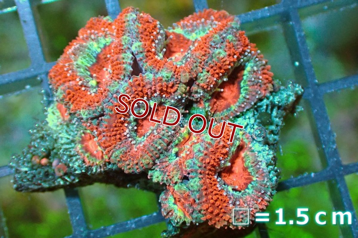 画像2: 【サンゴ】【通販】【オーストラリア産】カクオオトゲキクメイシ（Ultra Grade)（個体販売）No.118（生体）（サンゴ） (2)
