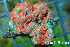 画像2: 【サンゴ】【通販】【オーストラリア産】カクオオトゲキクメイシ（Ultra Grade)（個体販売）No.118（生体）（サンゴ） (2)