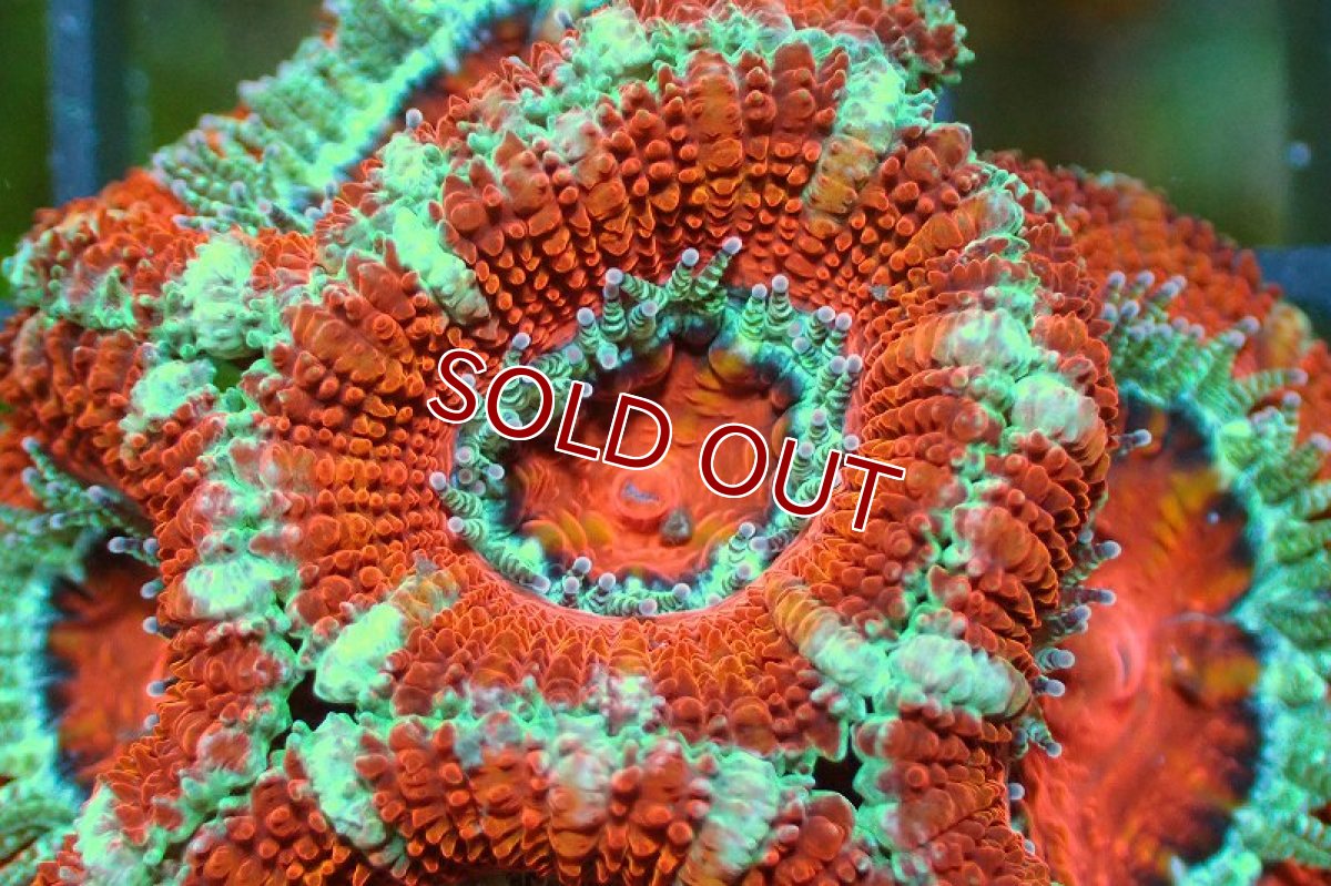 画像1: 【サンゴ】【通販】【オーストラリア産】カクオオトゲキクメイシ（Ultra Grade)（個体販売）No.119（生体）（サンゴ） (1)