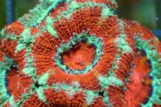 画像1: 【サンゴ】【通販】【オーストラリア産】カクオオトゲキクメイシ（Ultra Grade)（個体販売）No.119（生体）（サンゴ） (1)