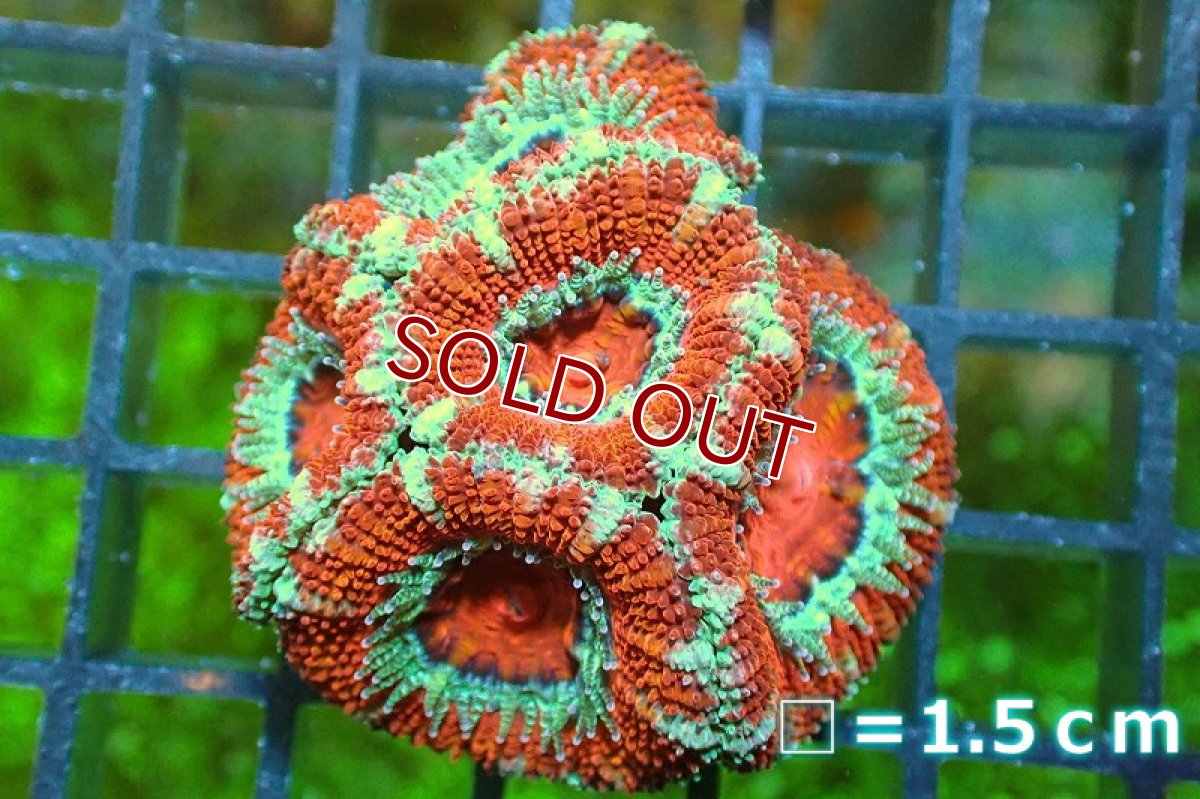 画像2: 【サンゴ】【通販】【オーストラリア産】カクオオトゲキクメイシ（Ultra Grade)（個体販売）No.119（生体）（サンゴ） (2)