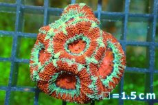 画像2: 【サンゴ】【通販】【オーストラリア産】カクオオトゲキクメイシ（Ultra Grade)（個体販売）No.119（生体）（サンゴ） (2)