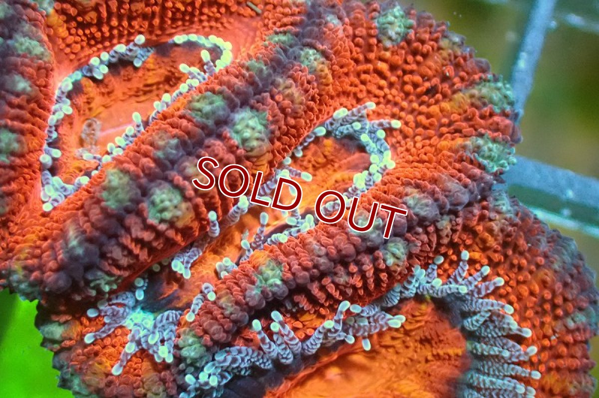 画像1: 【サンゴ】【通販】【オーストラリア産】カクオオトゲキクメイシ（Ultra Grade)（個体販売）No.120（生体）（サンゴ） (1)