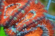 画像1: 【サンゴ】【通販】【オーストラリア産】カクオオトゲキクメイシ（Ultra Grade)（個体販売）No.120（生体）（サンゴ） (1)