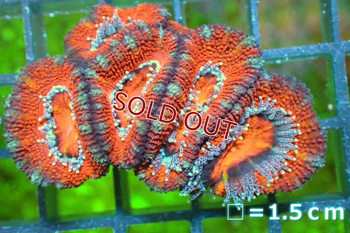 画像2: 【サンゴ】【通販】【オーストラリア産】カクオオトゲキクメイシ（Ultra Grade)（個体販売）No.120（生体）（サンゴ） (2)