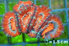 画像2: 【サンゴ】【通販】【オーストラリア産】カクオオトゲキクメイシ（Ultra Grade)（個体販売）No.120（生体）（サンゴ） (2)