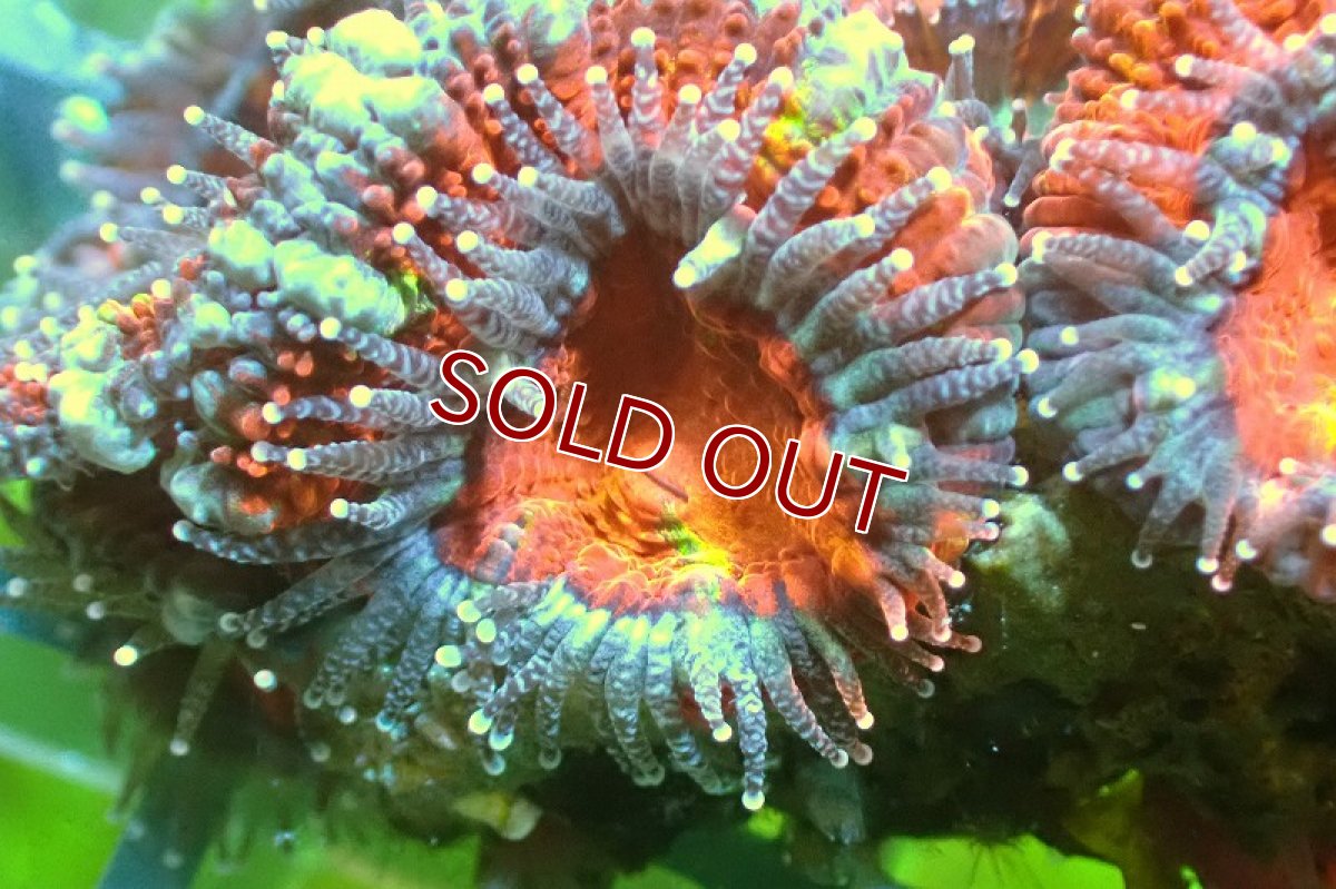 画像1: 【サンゴ】【通販】【オーストラリア産】カクオオトゲキクメイシ（Ultra Grade)（個体販売）No.121（生体）（サンゴ） (1)