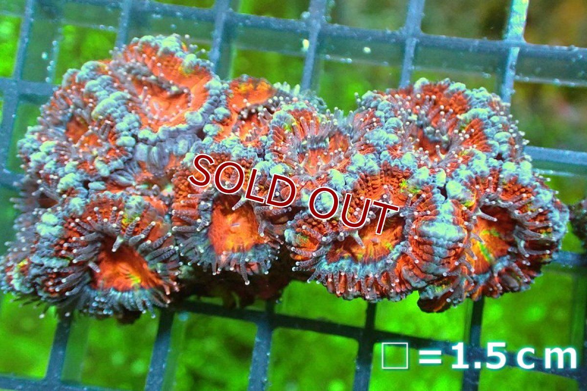 画像2: 【サンゴ】【通販】【オーストラリア産】カクオオトゲキクメイシ（Ultra Grade)（個体販売）No.121（生体）（サンゴ） (2)