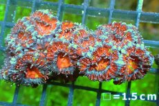 画像2: 【サンゴ】【通販】【オーストラリア産】カクオオトゲキクメイシ（Ultra Grade)（個体販売）No.121（生体）（サンゴ） (2)