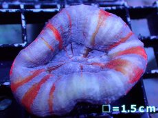 画像1: 【割引き対象外商品】 【サンゴ】【通販】【オーストラリア産】スコリミアsp. （Superman)（個体販売）No.1（生体）（サンゴ） (1)