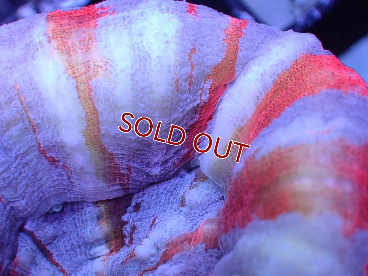 画像2: 【割引き対象外商品】 【サンゴ】【通販】【オーストラリア産】スコリミアsp. （Superman)（個体販売）No.1（生体）（サンゴ） (2)