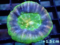 画像1: 【割引き対象外商品】 【サンゴ】【通販】【オーストラリア産】スコリミアsp. （UFO)（個体販売）No.2（生体）（サンゴ） (1)