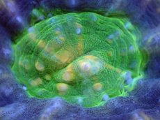 画像2: 【割引き対象外商品】 【サンゴ】【通販】【オーストラリア産】スコリミアsp. （UFO)（個体販売）No.2（生体）（サンゴ） (2)