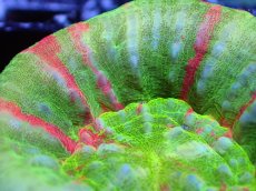 画像2: 【割引き対象外商品】 【サンゴ】【通販】【オーストラリア産】スコリミアsp. （Breeding Apple)（個体販売）No.3（生体）（サンゴ） (2)