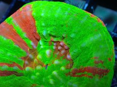 画像2: 【割引き対象外商品】 【サンゴ】【通販】【オーストラリア産】スコリミアsp. （Breeding Apple)（個体販売）No.4（生体）（サンゴ） (2)