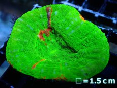 画像1: 【割引き対象外商品】 【サンゴ】【通販】【オーストラリア産】スコリミアsp. （Breeding Apple)（個体販売）No.5（生体）（サンゴ） (1)