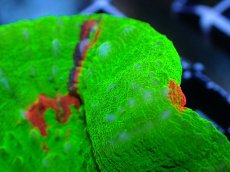 画像2: 【割引き対象外商品】 【サンゴ】【通販】【オーストラリア産】スコリミアsp. （Breeding Apple)（個体販売）No.5（生体）（サンゴ） (2)