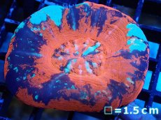 画像1: 【割引き対象外商品】 【サンゴ】【通販】【オーストラリア産】スコリミアsp. （War Paint)（個体販売）No.6（生体）（サンゴ） (1)