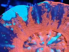 画像2: 【割引き対象外商品】 【サンゴ】【通販】【オーストラリア産】スコリミアsp. （War Paint)（個体販売）No.6（生体）（サンゴ） (2)