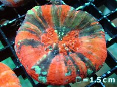 画像1: 【割引き対象外商品】 【サンゴ】【通販】【オーストラリア産】スコリミアsp. （War Paint)（個体販売）No.7（生体）（サンゴ） (1)