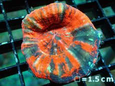 画像1: 【割引き対象外商品】 【サンゴ】【通販】【オーストラリア産】スコリミアsp. （War Paint)（個体販売）No.8（生体）（サンゴ） (1)