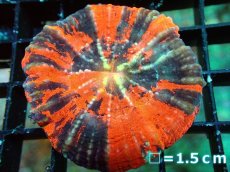 画像1: 【割引き対象外商品】 【サンゴ】【通販】【オーストラリア産】スコリミアsp. （War Paint)（個体販売）No.9（生体）（サンゴ） (1)