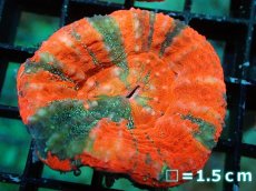 画像1: 【割引き対象外商品】 【サンゴ】【通販】【オーストラリア産】スコリミアsp. （War Paint)（個体販売）No.10（生体）（サンゴ） (1)