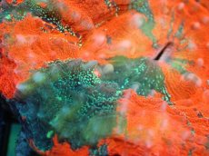 画像2: 【割引き対象外商品】 【サンゴ】【通販】【オーストラリア産】スコリミアsp. （War Paint)（個体販売）No.10（生体）（サンゴ） (2)