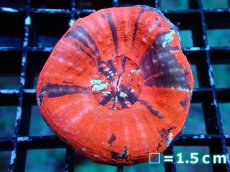 画像1: 【割引き対象外商品】 【サンゴ】【通販】【オーストラリア産】スコリミアsp. （War Paint)（個体販売）No.11（生体）（サンゴ） (1)