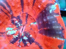 画像2: 【割引き対象外商品】 【サンゴ】【通販】【オーストラリア産】スコリミアsp. （War Paint)（個体販売）No.11（生体）（サンゴ） (2)