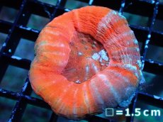 画像1: 【割引き対象外商品】 【サンゴ】【通販】【オーストラリア産】スコリミアsp. （Mixed Special)（個体販売）No.12（生体）（サンゴ） (1)