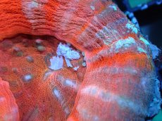 画像2: 【割引き対象外商品】 【サンゴ】【通販】【オーストラリア産】スコリミアsp. （Mixed Special)（個体販売）No.12（生体）（サンゴ） (2)