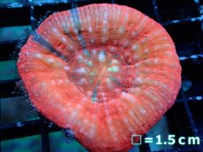 画像1: 【割引き対象外商品】 【サンゴ】【通販】【オーストラリア産】スコリミアsp. （Mixed Special)（個体販売）No.13（生体）（サンゴ） (1)