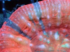 画像2: 【割引き対象外商品】 【サンゴ】【通販】【オーストラリア産】スコリミアsp. （Mixed Special)（個体販売）No.13（生体）（サンゴ） (2)