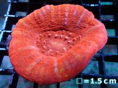 画像1: 【割引き対象外商品】 【サンゴ】【通販】【オーストラリア産】スコリミアsp. （Mixed Special)（個体販売）No.14（生体）（サンゴ） (1)