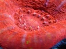 画像2: 【割引き対象外商品】 【サンゴ】【通販】【オーストラリア産】スコリミアsp. （Mixed Special)（個体販売）No.14（生体）（サンゴ） (2)