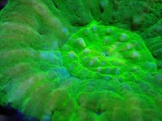 画像2: 【割引き対象外商品】 【サンゴ】【通販】【オーストラリア産】スコリミアsp. （Mixed Special)（個体販売）No.15（生体）（サンゴ） (2)