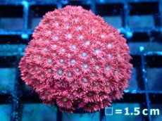 画像1: 【サンゴまとめ買い割引き10％〜20%OFF対象商品】 【サンゴ】【通販】【オーストラリア産】ハナガササンゴsp. (Ultra Grade/Frag）（個体販売）No.1（生体）（サンゴ） (1)