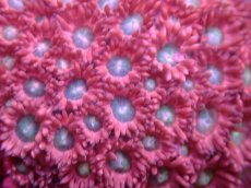 画像2: 【サンゴまとめ買い割引き10％〜20%OFF対象商品】 【サンゴ】【通販】【オーストラリア産】ハナガササンゴsp. (Ultra Grade/Frag）（個体販売）No.1（生体）（サンゴ） (2)