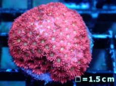 画像1: 【サンゴまとめ買い割引き10％〜20%OFF対象商品】 【サンゴ】【通販】【オーストラリア産】ハナガササンゴsp. (Ultra Grade/Frag）（個体販売）No.2（生体）（サンゴ） (1)