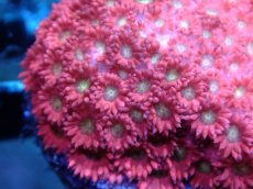 画像2: 【サンゴまとめ買い割引き10％〜20%OFF対象商品】 【サンゴ】【通販】【オーストラリア産】ハナガササンゴsp. (Ultra Grade/Frag）（個体販売）No.2（生体）（サンゴ） (2)